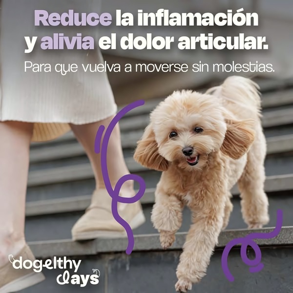 A square ad creative showing a small dog walking down stairs with a human, highlighting pain relief and improved mobility for pets.